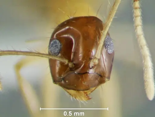 Prenolepis lakekamu specimen USNMENT01126705 image usnment01126705_2