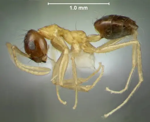Prenolepis lakekamu specimen USNMENT01126705 image usnment01126705_3
