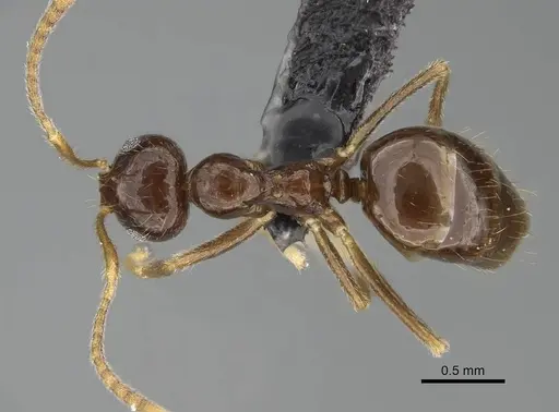 Prenolepis mediops specimen CASENT0203583 image casent0203583_1