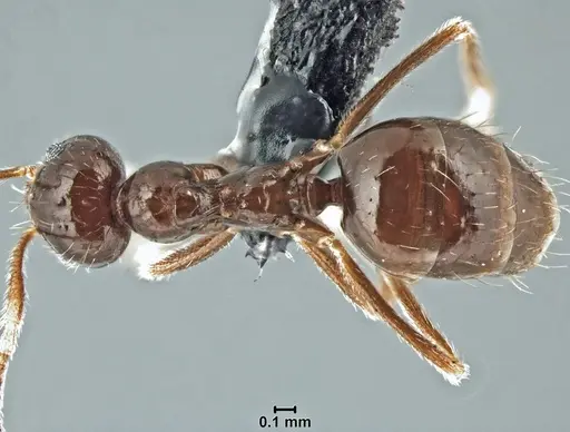Prenolepis mediops specimen CASENT0203583 image casent0203583_2