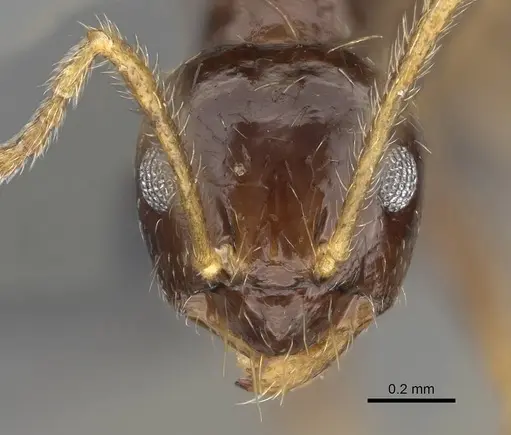 Prenolepis mediops specimen CASENT0203583 image casent0203583_3