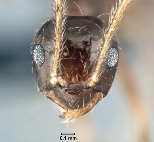 Prenolepis mediops specimen CASENT0203583 image casent0203583_4