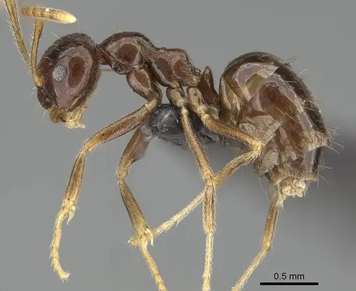 Prenolepis mediops specimen CASENT0203583 image casent0203583_5