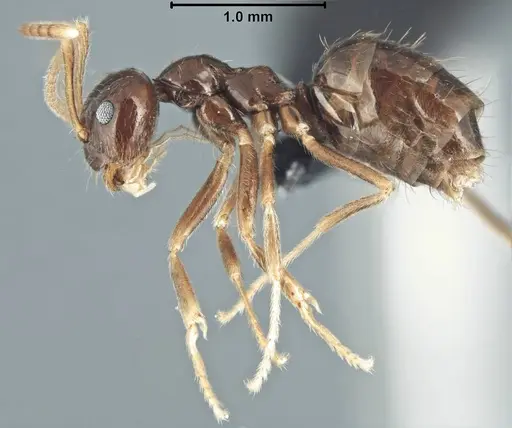Prenolepis mediops specimen CASENT0203583 image casent0203583_6