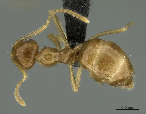 Prenolepis mediops specimen CASENT0203585 image casent0203585_1