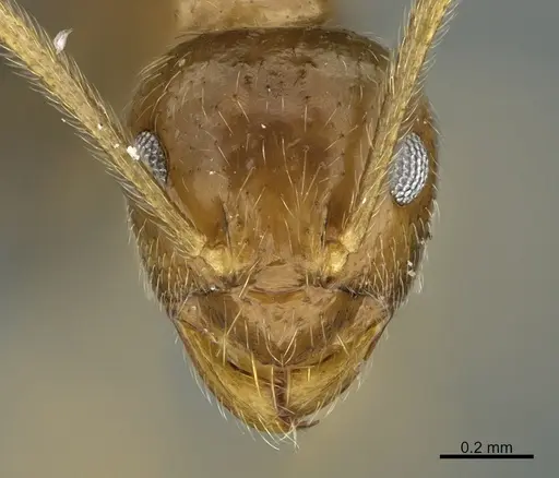 Prenolepis mediops specimen CASENT0203585 image casent0203585_2