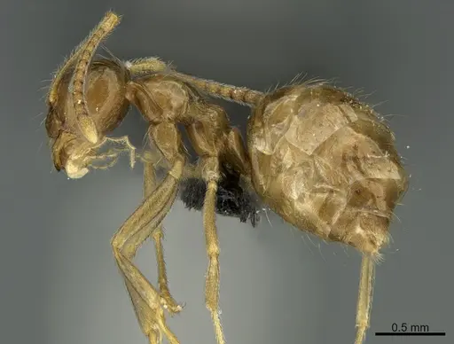 Prenolepis mediops specimen CASENT0203585 image casent0203585_3