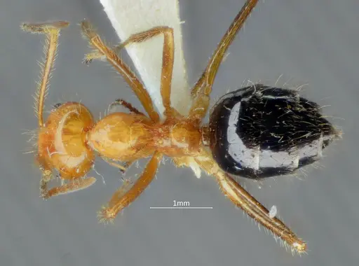 Prenolepis melanogaster specimen ANTWEB1060624 image antweb1060624_1