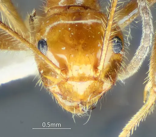 Prenolepis melanogaster specimen ANTWEB1060624 image antweb1060624_2
