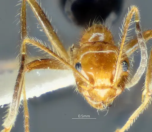 Prenolepis melanogaster specimen ANTWEB1060624 image antweb1060624_3