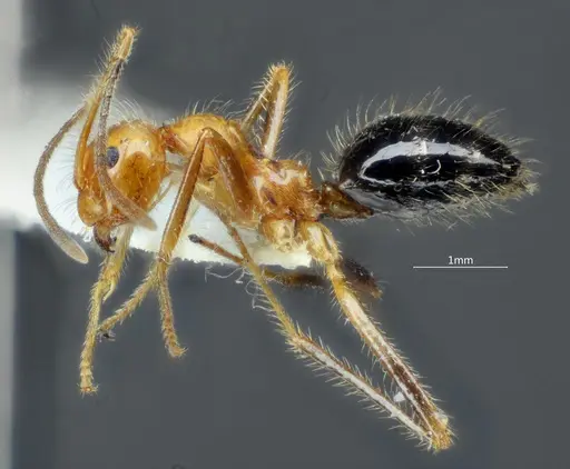 Prenolepis melanogaster specimen ANTWEB1060624 image antweb1060624_4