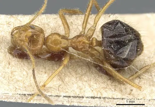 Prenolepis melanogaster specimen CASENT0905675 image casent0905675_1