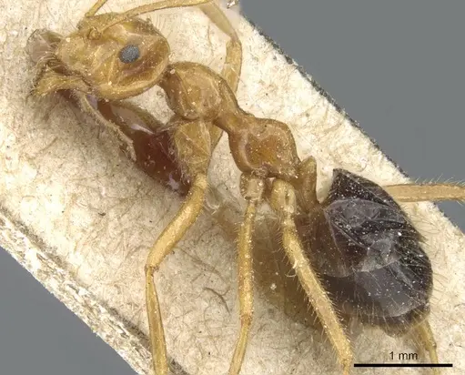 Prenolepis melanogaster specimen CASENT0905675 image casent0905675_3