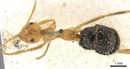 Prenolepis melanogaster specimen CASENT0906258 image casent0906258_1