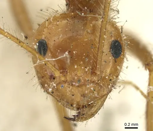 Prenolepis melanogaster specimen CASENT0906258 image casent0906258_2