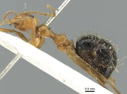 Prenolepis melanogaster specimen CASENT0906258 image casent0906258_3