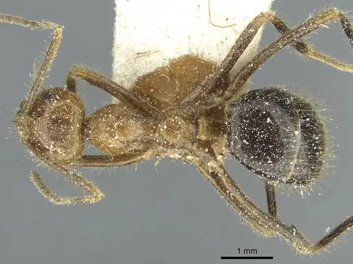 Prenolepis melanogaster specimen CASENT0912316 image casent0912316_1