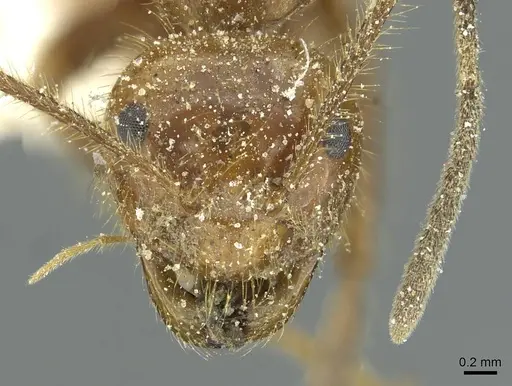 Prenolepis melanogaster specimen CASENT0912316 image casent0912316_2