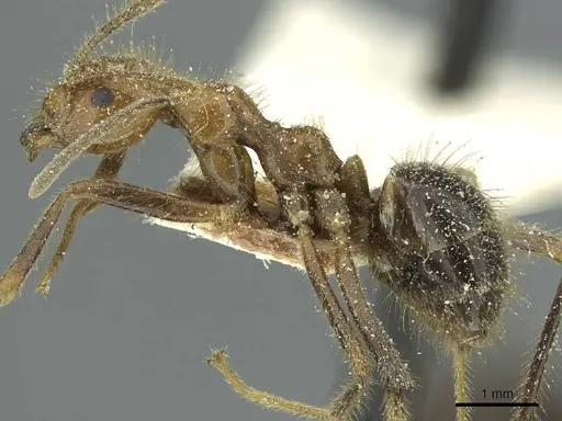 Prenolepis melanogaster specimen CASENT0912316 image casent0912316_3