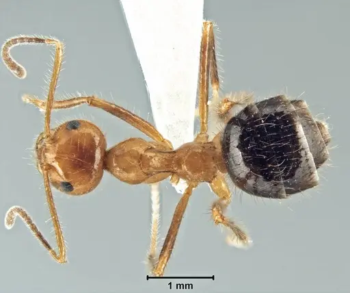Prenolepis melanogaster specimen USNMENT00755078 image usnment00755078_1