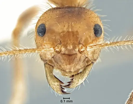 Prenolepis melanogaster specimen USNMENT00755078 image usnment00755078_2