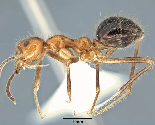Prenolepis melanogaster specimen USNMENT00755078 image usnment00755078_3