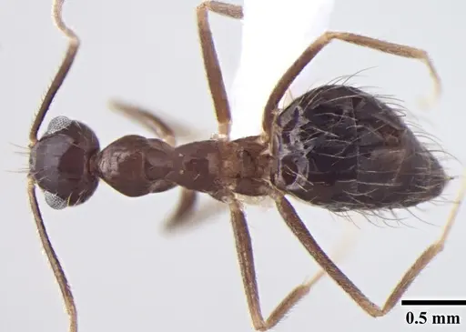 Prenolepis naoroji specimen ANTWEB1008047 image antweb1008047_1