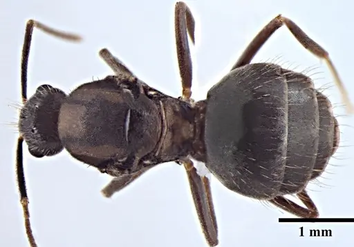 Prenolepis naoroji specimen ANTWEB1008048 image antweb1008048_1
