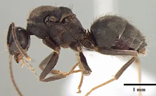 Prenolepis naoroji specimen ANTWEB1008048 image antweb1008048_3