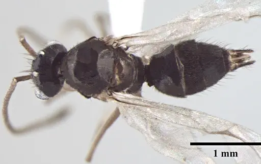 Prenolepis naoroji specimen ANTWEB1008049 image antweb1008049_1