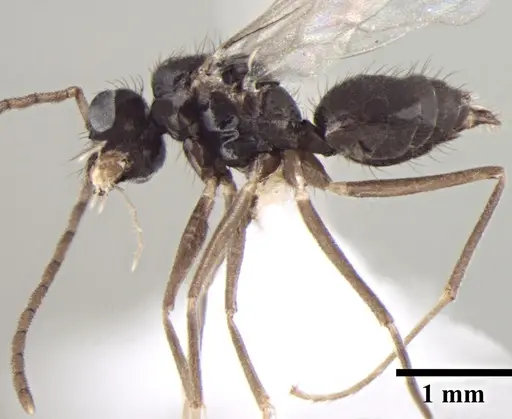 Prenolepis naoroji specimen ANTWEB1008049 image antweb1008049_3
