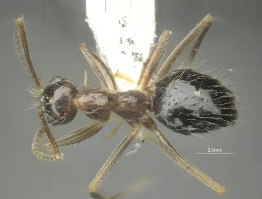 Prenolepis naoroji specimen ANTWEB1060623 image antweb1060623_1