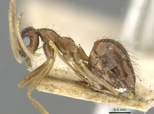 Prenolepis naoroji specimen CASENT0911042 image casent0911042_3
