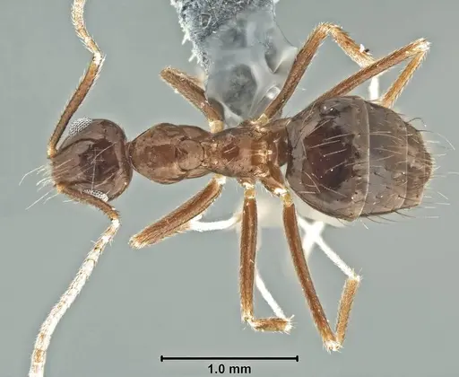 Prenolepis naoroji specimen USNMENT00755077 image usnment00755077_1