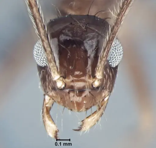 Prenolepis naoroji specimen USNMENT00755077 image usnment00755077_2