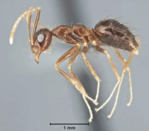 Prenolepis naoroji specimen USNMENT00755077 image usnment00755077_3