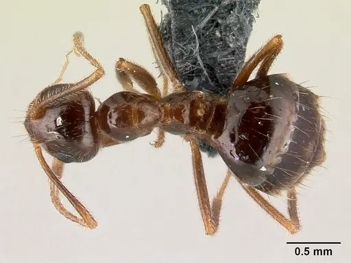 Prenolepis nitens specimen CASENT0179603 image casent0179603_1