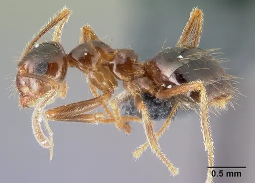 Prenolepis nitens specimen CASENT0179603 image casent0179603_3