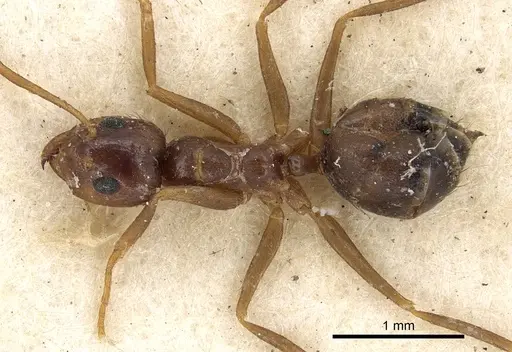 Prenolepis nitens specimen CASENT0901941 image casent0901941_1