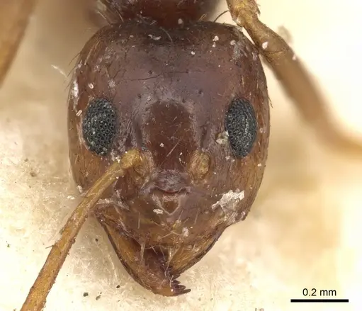Prenolepis nitens specimen CASENT0901941 image casent0901941_2