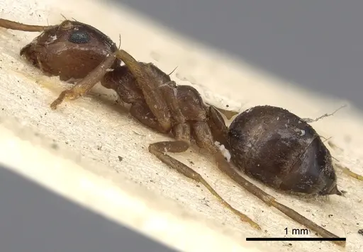 Prenolepis nitens specimen CASENT0901941 image casent0901941_3