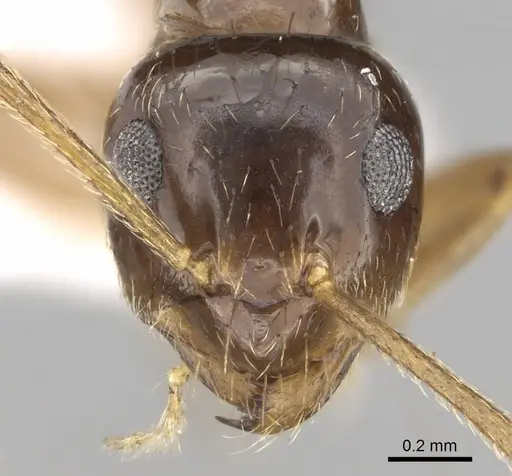 Prenolepis nitens specimen CASENT0906085 image casent0906085_2
