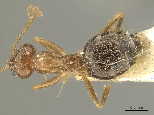 Prenolepis nitens specimen CASENT0915728 image casent0915728_1