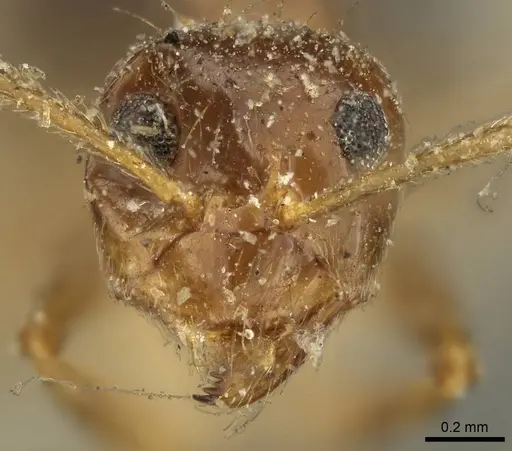 Prenolepis nitens specimen CASENT0915728 image casent0915728_2
