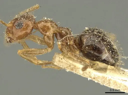 Prenolepis nitens specimen CASENT0915728 image casent0915728_3