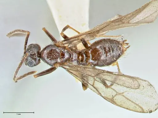 Prenolepis nitens specimen FOCOL2728 image focol2728_1
