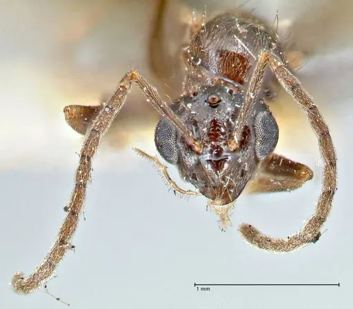 Prenolepis nitens specimen FOCOL2728 image focol2728_2