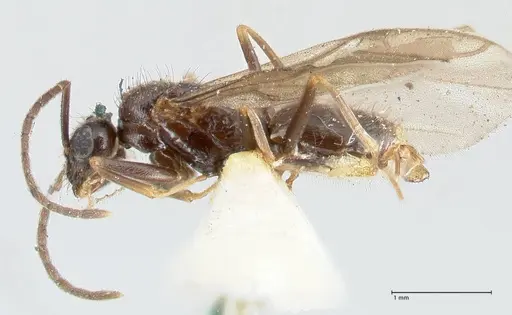 Prenolepis nitens specimen FOCOL2728 image focol2728_3