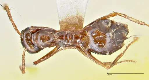 Prenolepis nitens specimen FOCOL2729 image focol2729_1