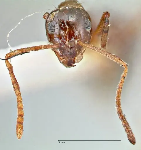Prenolepis nitens specimen FOCOL2729 image focol2729_2